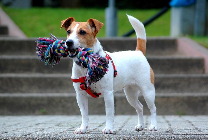 Jack Russell Terriers