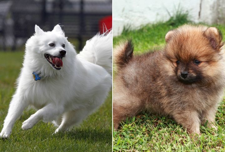 Personality And Temperament Differences