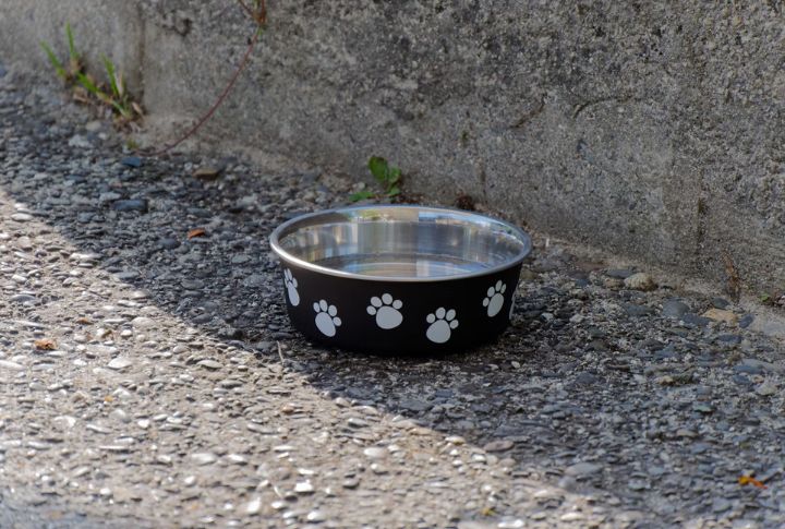 Hydration For An Active Dog