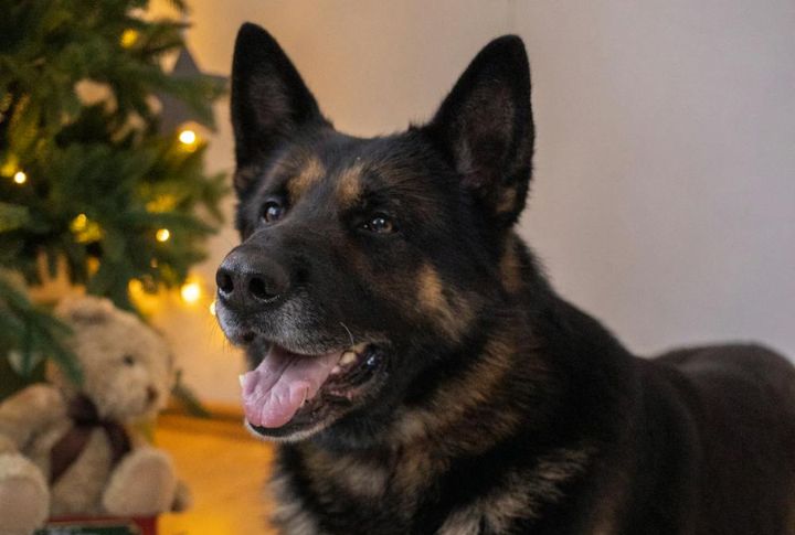 Only Police Dogs Can Handle That Energy