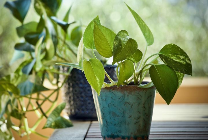 Exposure To Toxic Houseplants