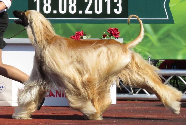 Gait Shows Regal Precision