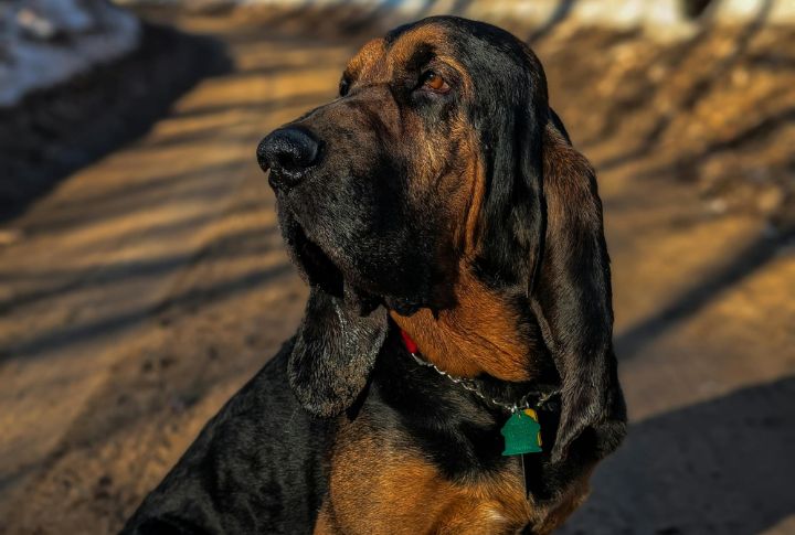 Bloodhound