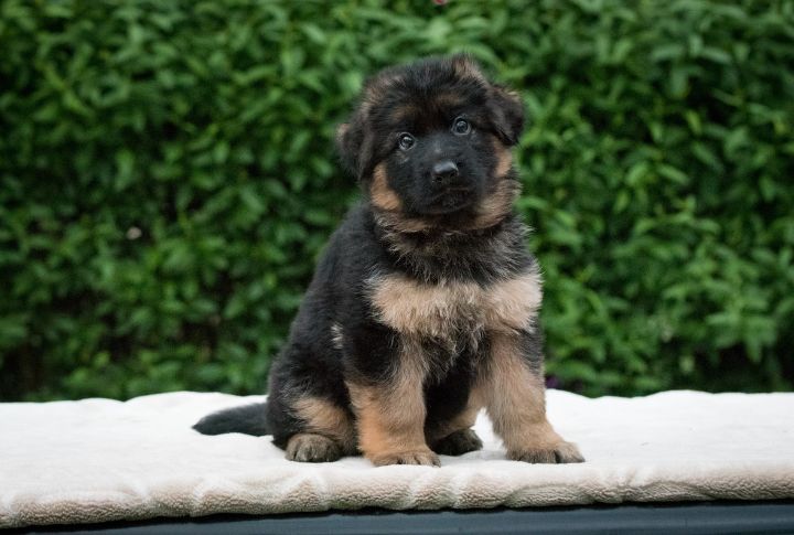 German Shepherd