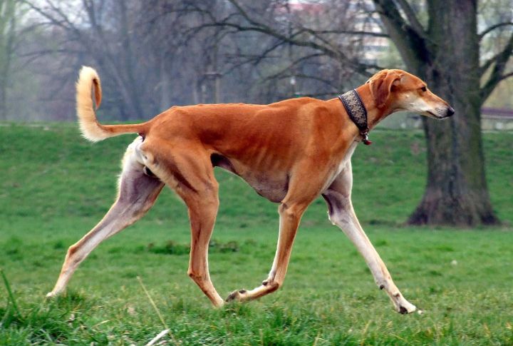 Kennel Clubs Recognized The Saluki