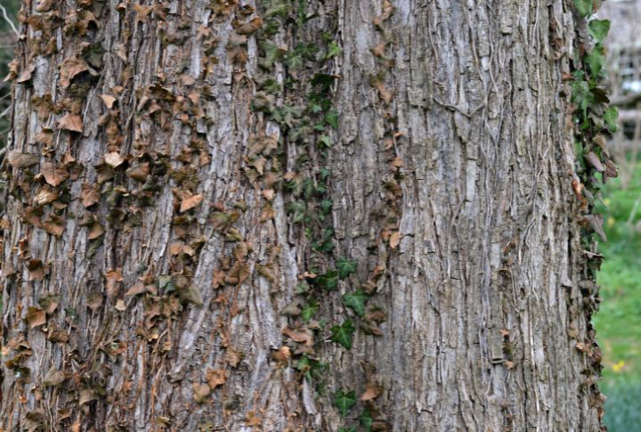 Slippery Elm