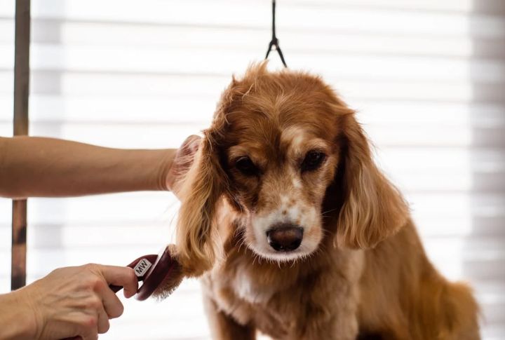 Their Grooming Requires A Game Plan