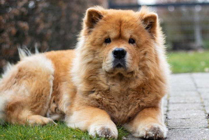 Chow Chow