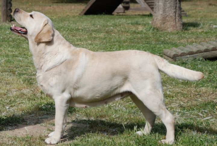 Labrador Retriever