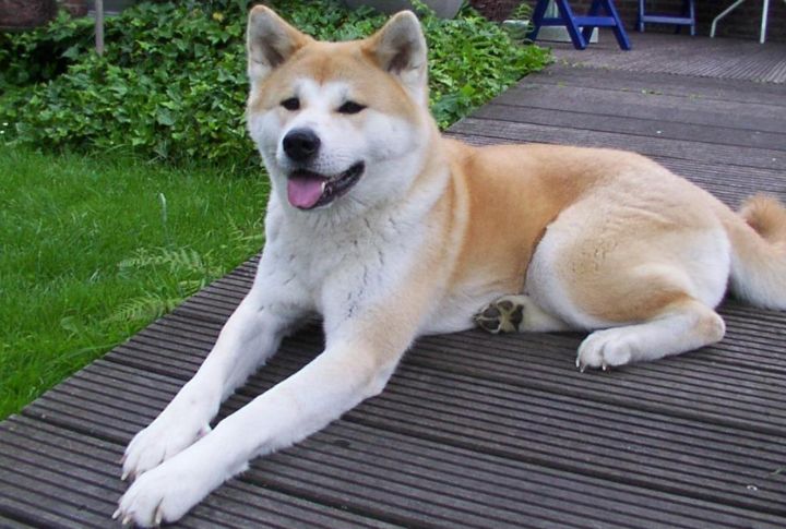 Akita