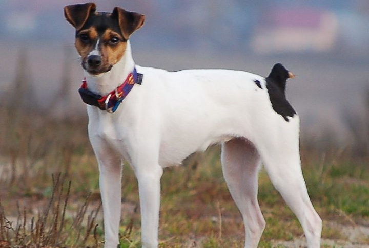 Brazilian Terrier (Fox Paulistinha)
