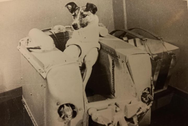 Laika: The First Living Being In Space