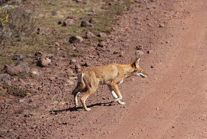 Solitary Hunter And A Social Resident