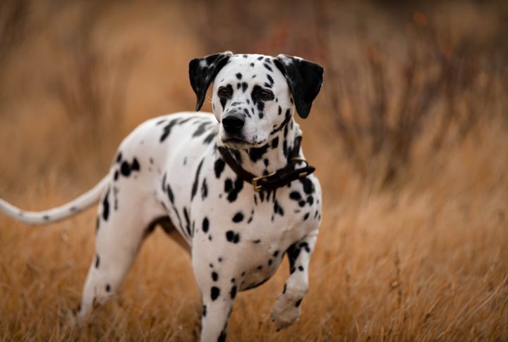 Dalmatian