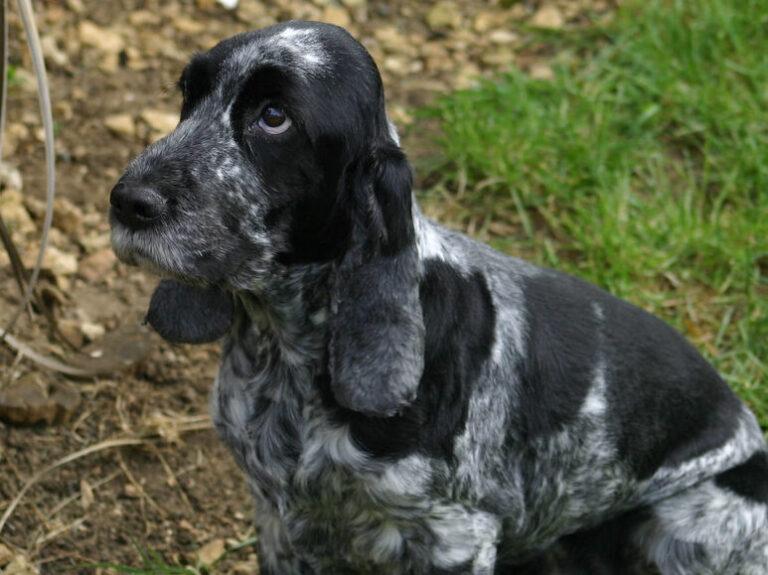 15 Subtle Signs Your Dog Is No Longer Happy With You