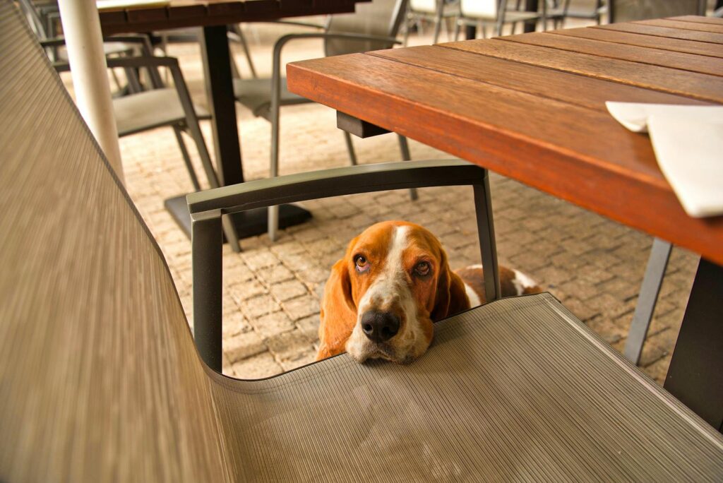Adorable basset hound peeking under a table in an outdoor café. Captured in a cozy setting.
