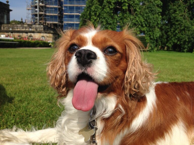 15 Dog Breeds That Don’t Do Well Alone