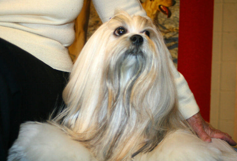 30 Small Dog Breeds That Stay Adorably Puppy-Sized Forever - Dog Breed Pro