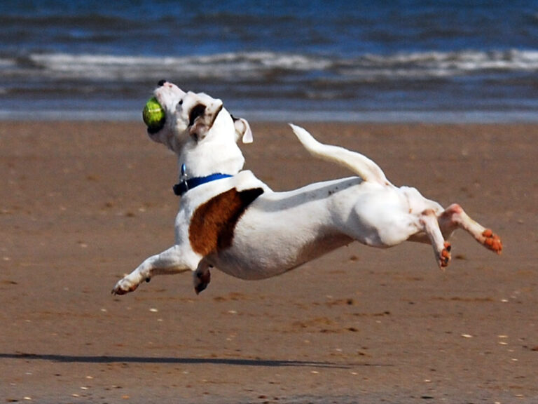 15 Dog Breeds That Stay Playful Well Into Old Age