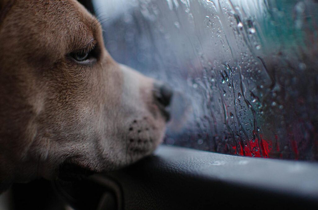 A close-up of a dog gazing through a rain-soaked car window, evoking a sense of longing.