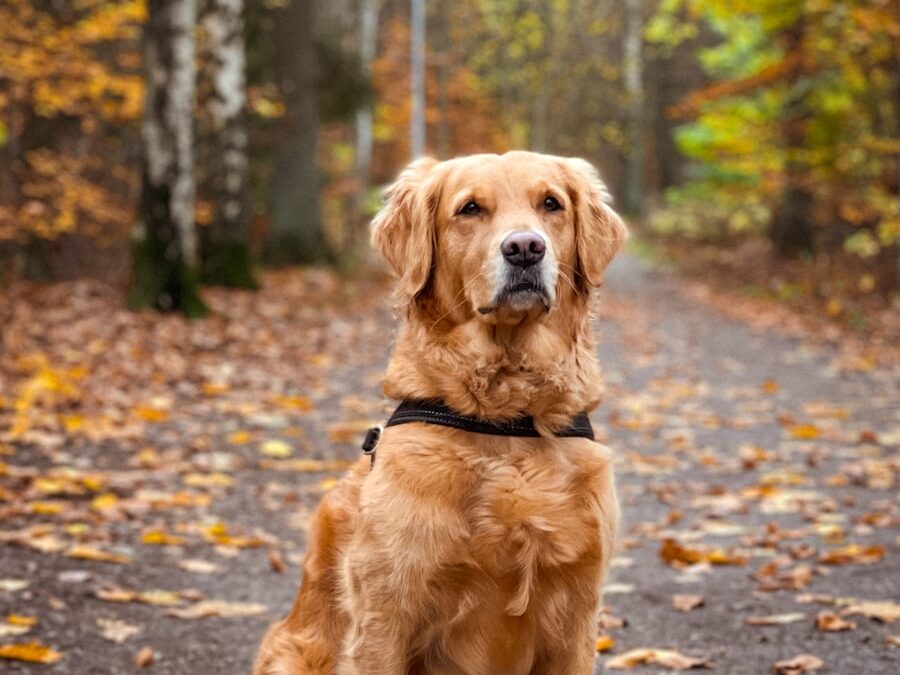 a golden retriever sitting in the middle of a forest