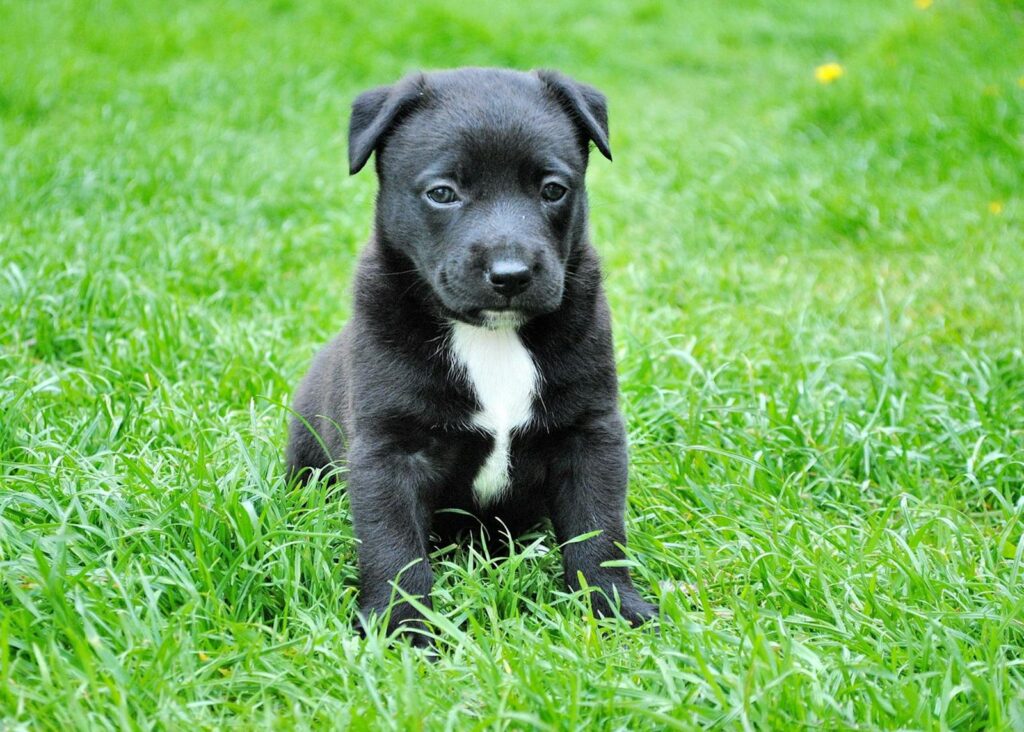 Cute black puppy with a white spot sits on vibrant green grass, showcasing its innocent and curious demeanor.