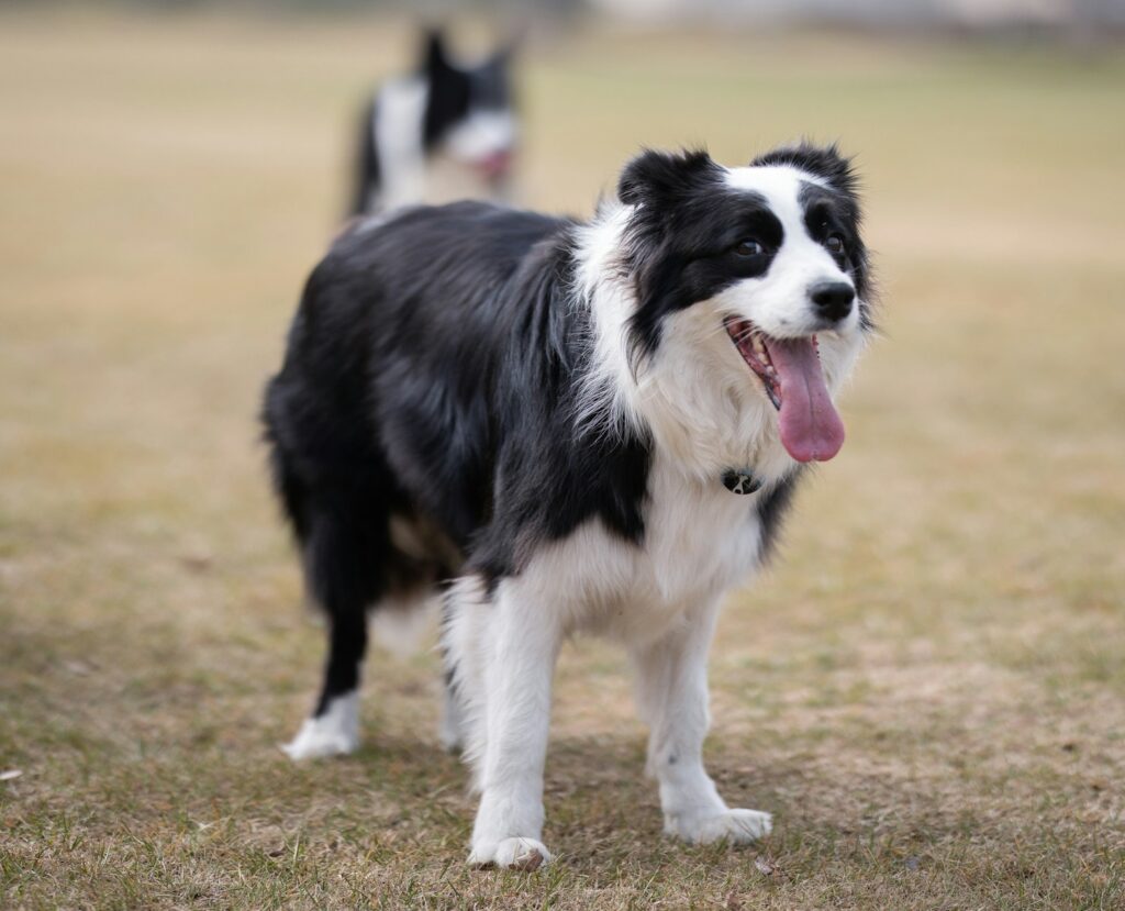 black and white border collie running on green grass field during daytime