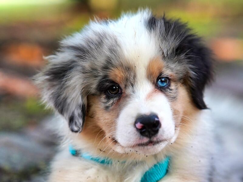 white and brown long coated dog