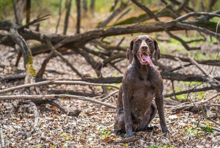 German Shorthaired Pointer