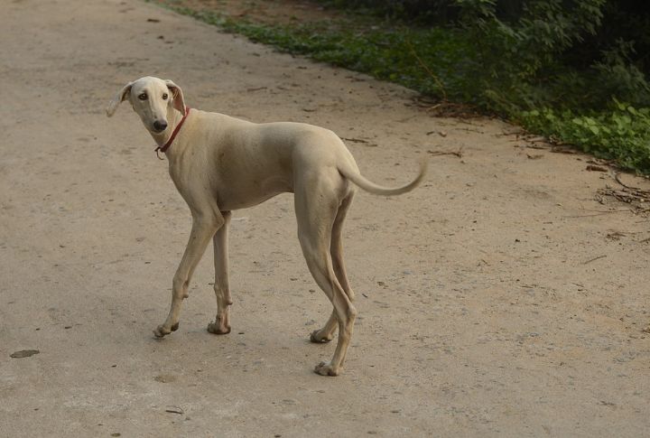 Cultural Symbol Of Tamil Nadu