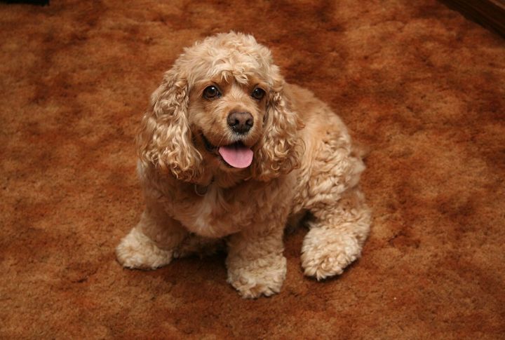 American Cocker Spaniel