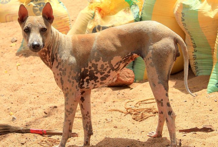 Jonangi