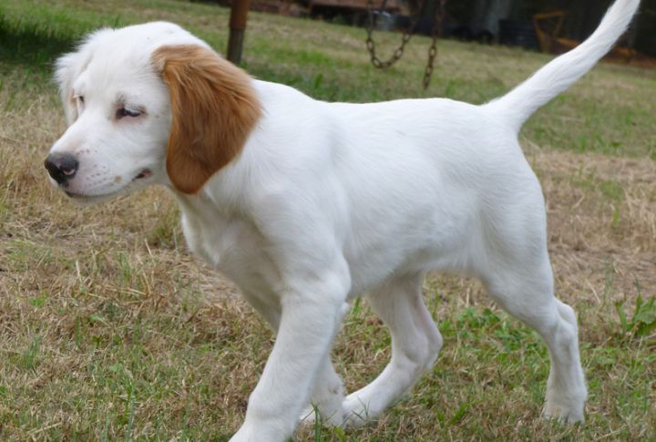 Matures Slower Than Most Other Dog Breeds