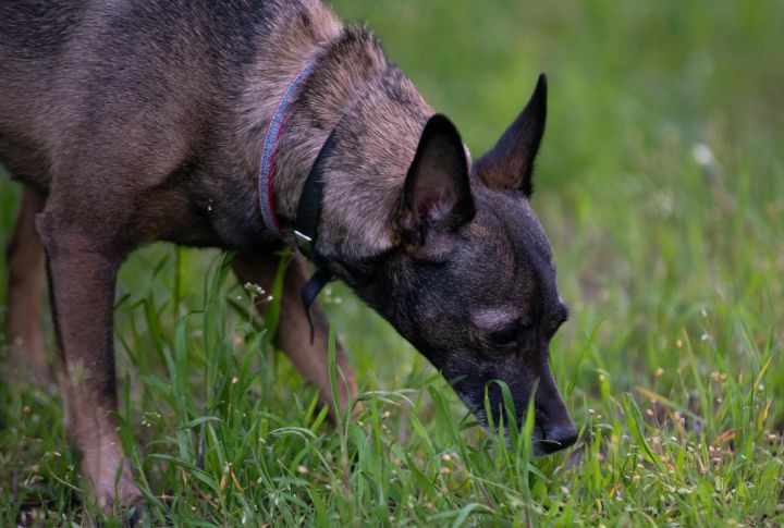 Sniffing The Ground