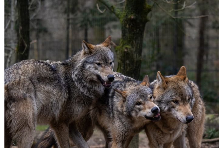 Hunting Requires Team-Based Strategy