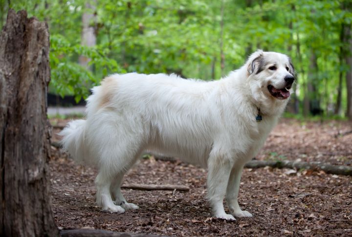 Great Pyrenees