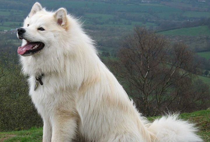 Finland’s Kennel Club Standardized The Breed In 1945