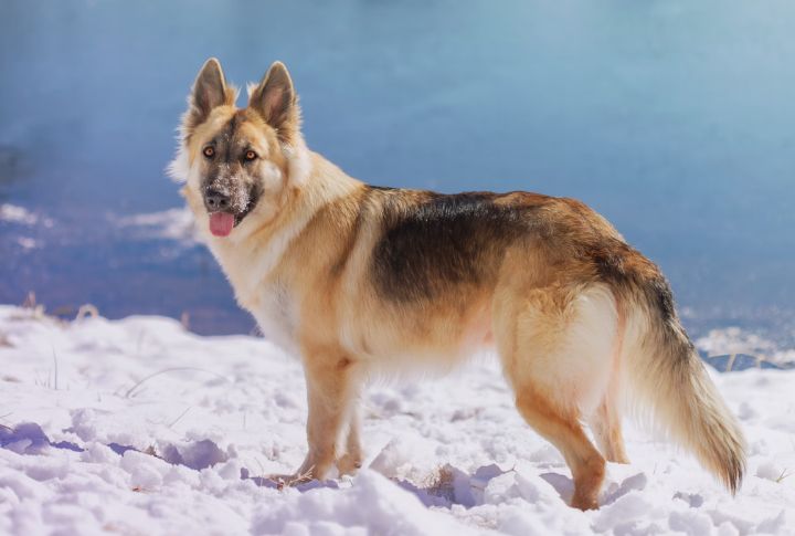 German Shepherd