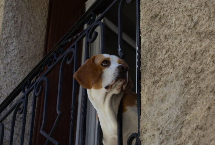 Beagle