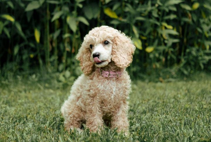 “Coco” The Poodle