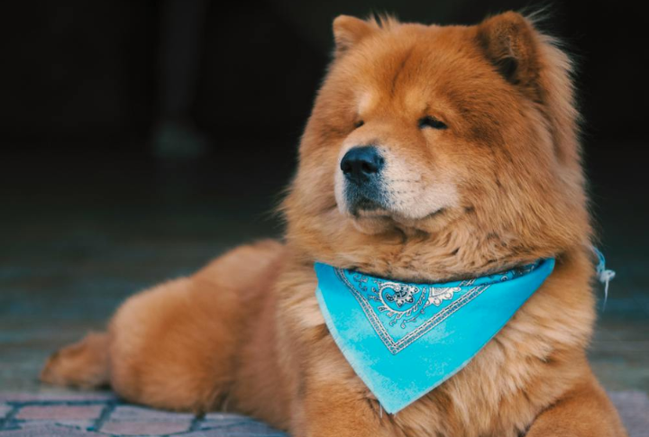 Chow Chow