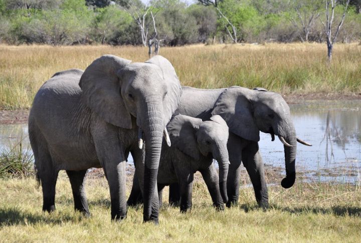Elephants: Jungle Lifesavers