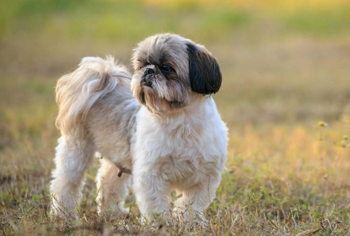 Shih Tzu