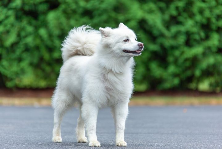 American Eskimo Dog
