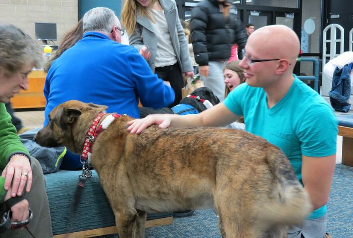 Affectionate And Devoted Companions