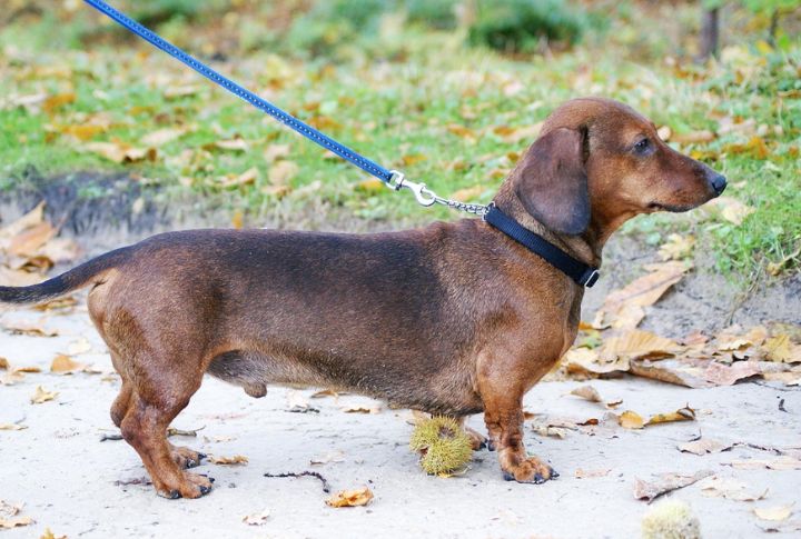 Dachshund