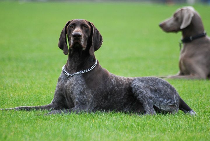 German Shorthaired Pointers