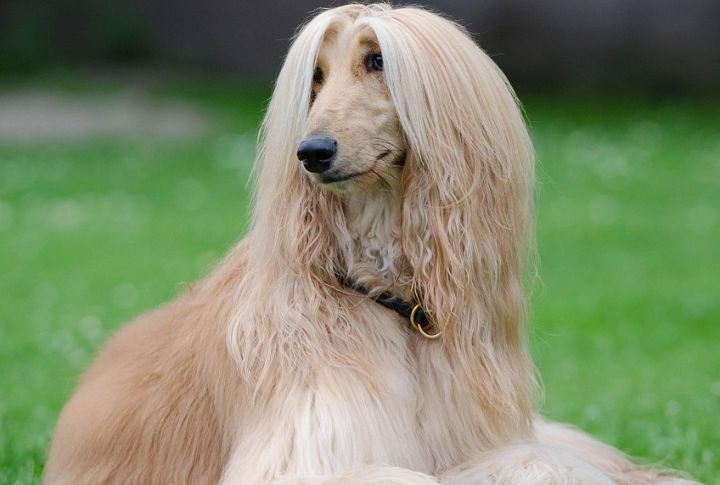 Pisces: Afghan Hound