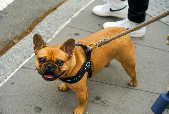 Bulldog Lacks Motivation For Training