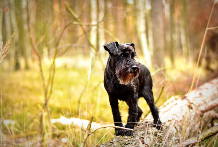 Miniature Schnauzer